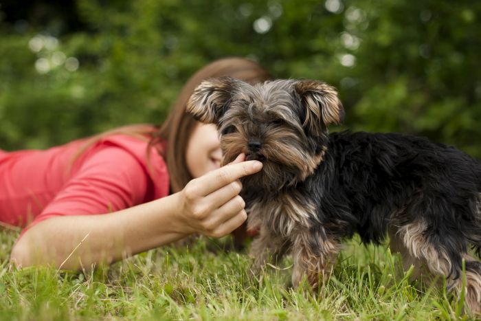 Hrana cu insecte pentru câini este, de asemenea, o soluție excelentă pentru stăpânii de câini care trăiesc în conformitate cu tendința spre veganism și vegetarianism